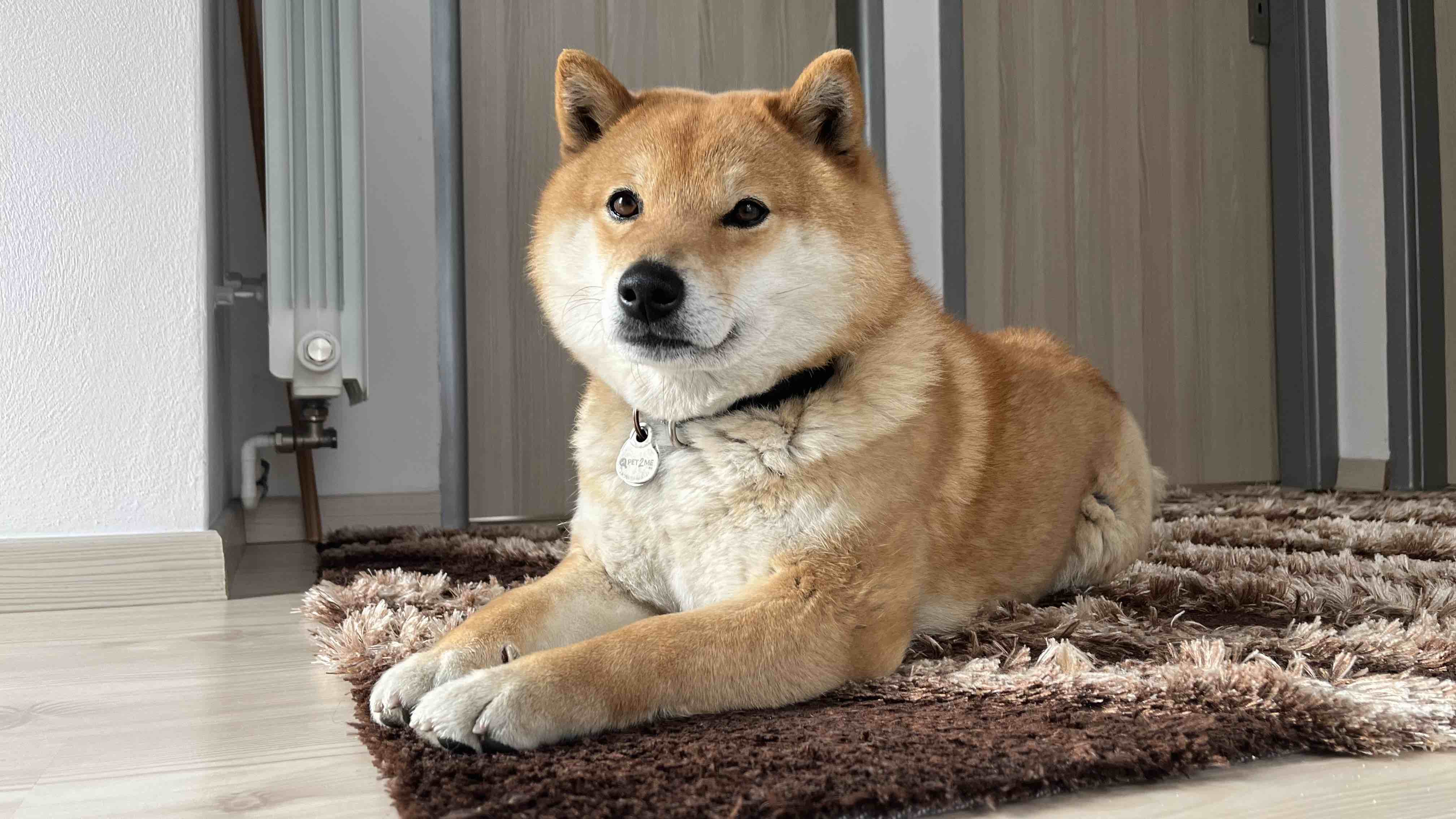 CHS Sabita Inu